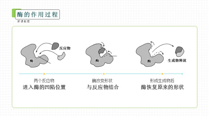 初中历史人教版九年级《历史希腊城邦和亚历山大帝国》教育教学课件